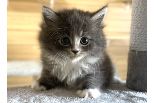 成約済の千葉県のサイベリアン-89265の2枚目